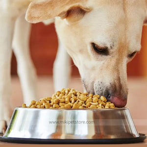 Stainless Steel Dog Water Bowl Rubber Base