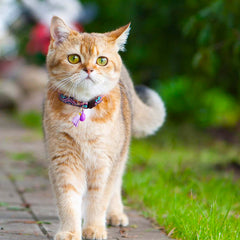 Cat Collar – Tribal Aztec Pattern with Bell & Tassel