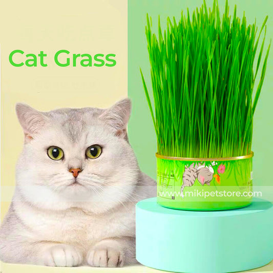 Organic Cat Grass Growing Kit – Canned Seeds & Soil for Hairball Control & Digestion