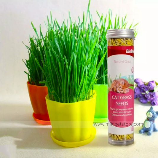 Bioline Cat Grass Seeds, -100g