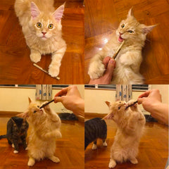 ChicWow Silvervine Sticks – Natural Catnip Alternative Chew Toys for Teeth Cleaning-(20pc set)