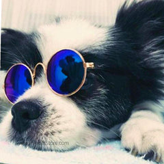 Cool multi-colors Dazzle Metal Fashion Pet Dog & Cat Sunglasses