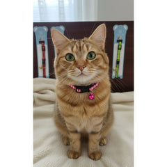 Adjustable Nylon Cat Collar with Bell – Safety Buckle
