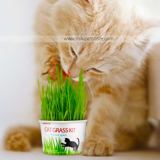 Bioline Cat Grass Kit 12g