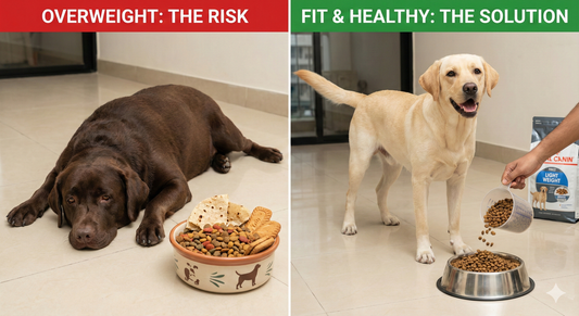 A side-by-side comparison showing an overweight Labrador eating table scraps versus a fit Labrador being fed a measured portion of diet dog food BD, illustrating the importance of weight management for pets.