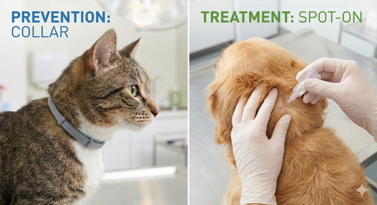 A side-by-side comparison of cat tick medicine BD options: a pet wearing a flea collar for prevention versus the application of a spot-on liquid treatment for active infestations.
