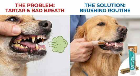 A visual guide comparing the danger of toxic human toothpaste containing Xylitol versus the safe, effective method of using enzymatic dog toothpaste and a finger brush to clean a dog's teeth.