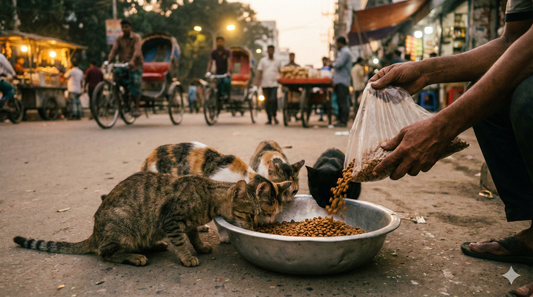 Person feeding hungry community cats with affordable SmartHeart repack cat food for street cats on a Dhaka street.