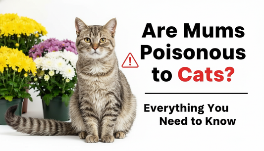 Are Mums Poisonous to Cats Everything You Need to Know