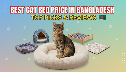 Best Cat Bed Price in Bangladesh 2026: Top Picks & Reviews