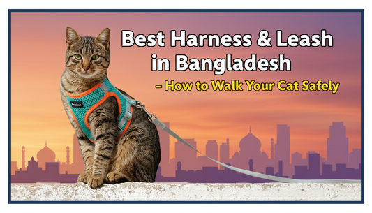 Best Cat Harness and Leash Price in Bangladesh 2026: Walking Guide