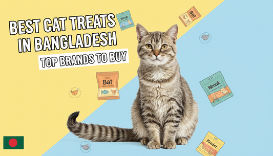 Best Cat Treats in Bangladesh and Top Brands to Buy