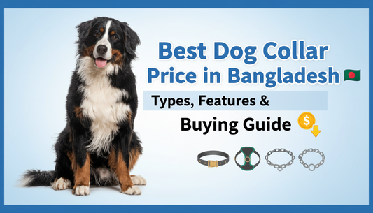 Best Dog Collar Price in Bangladesh 2026: Buying Guide & Tips