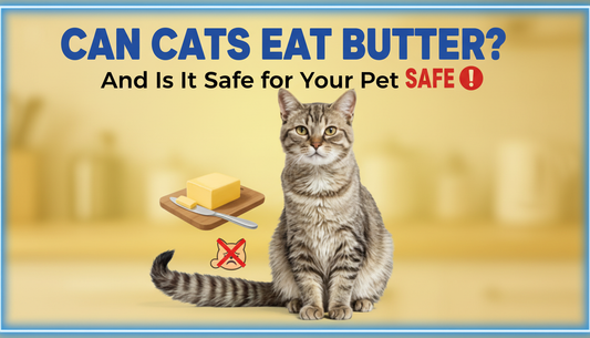 Can Cats Eat Butter and Is It Safe for Your Pet