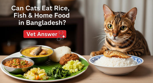 Can Cats Eat Rice, Fish & Home Food in Bangladesh Vet Answer 2026