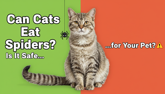 Can Cats Eat Spiders and Is It Safe for Your Pet