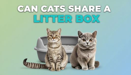 Can Cats Share a Litter Box and Is It a Good Idea