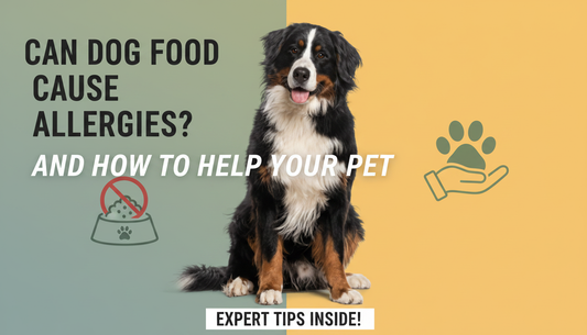 Can Dog Food Cause Allergies and How to Help Your Pet