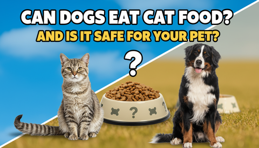 Can Dogs Eat Cat Food and Is It Safe for Your Pet