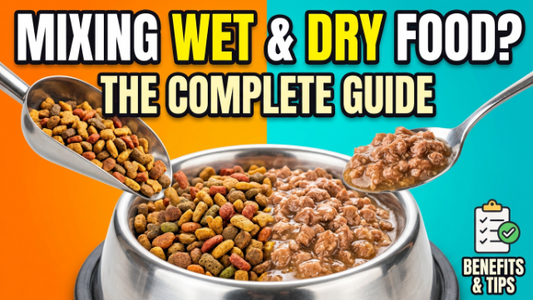 Can You Mix Wet and Dry Cat Food? A Complete Feeding Guide for 2026