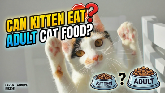 Can kitten eat adult cat food? Learn the Best Way to Feed Your Pet