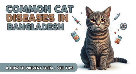 Common Cat Diseases in Bangladesh 2026: Prevention & Vet Tips
