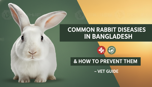 Common Rabbit Diseases in Bangladesh 2026 Prevention Vet Guide