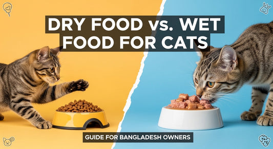 Dry Food vs. Wet Food for Cats: The 2026 Guide for Bangladesh Owners