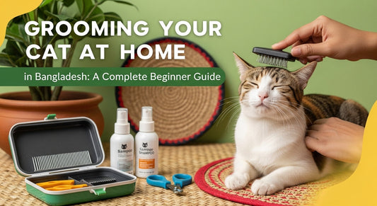 Grooming Your Cat at Home in Bangladesh A Complete Beginner Guide 2026