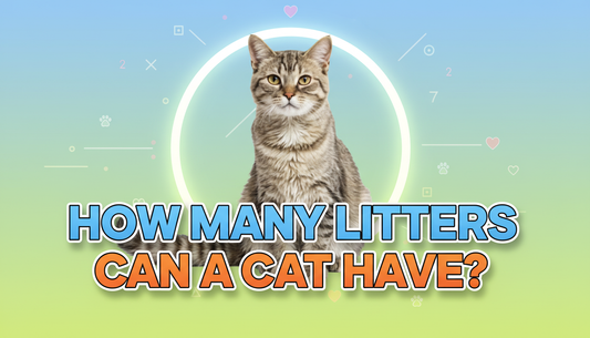 How Many Litters Can a Cat Have Safely?