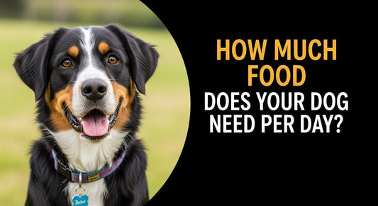 How Much Food Does Your Dog Need Per Day – Feeding Chart by Weight Bangladesh