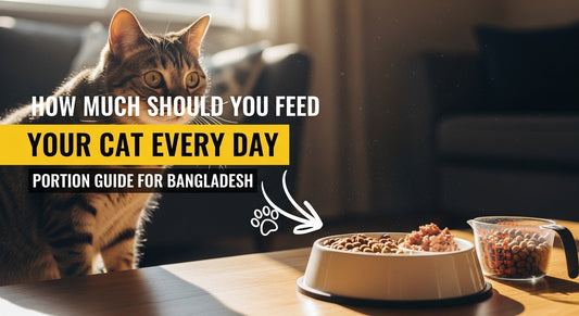  How Much Should You Feed Your Cat Every Day Portion Guide for Bangladesh 