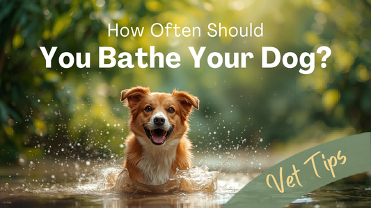 How Often Should You Bathe Your Dog in Bangladesh Weather? Vet Tips 2026