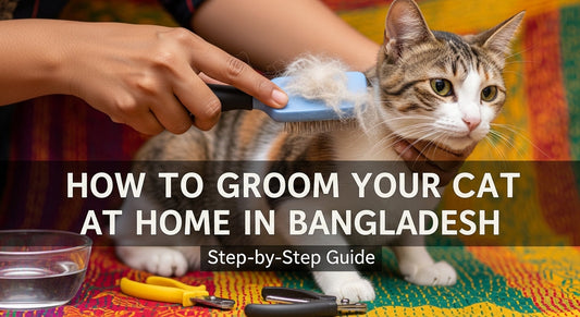 How to Groom Your Cat at Home in Bangladesh Step by Step 2026 Guide