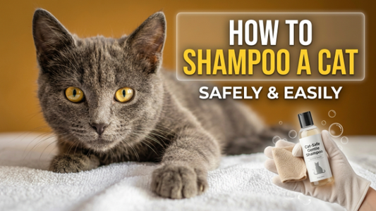 How to Shampoo a Cat Safely and Easily