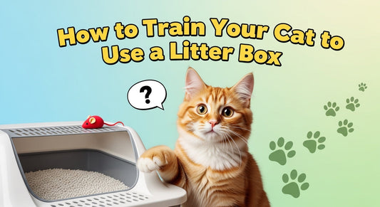 How to Train Your Cat to Use a Litter Box: 2026 Bangladesh Guide