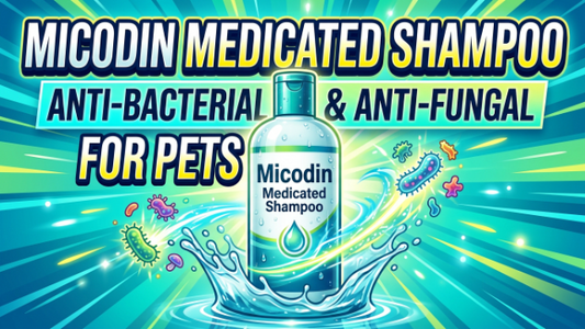 Micodin Medicated Shampoo 2026: Anti-Bacterial & Anti-Fungal for Pets