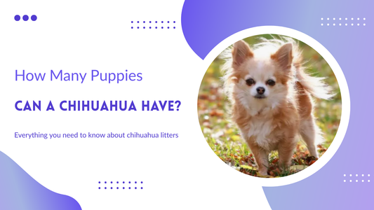 How many puppy can a chihuahua have?