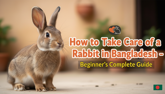 Rabbit Care Guide Bangladesh 2026: Tips for Beginner Owners