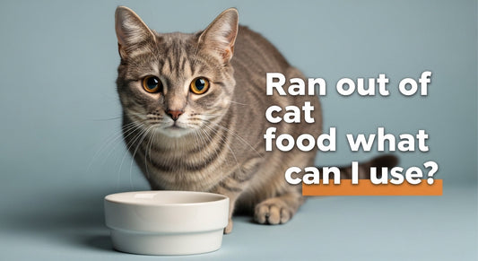 Ran out of cat food what can I use?