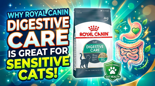 Why Royal Canin Digestive Care Is Great for Sensitive Cats