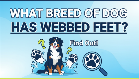 Which Dog Breeds Have Webbed Feet?