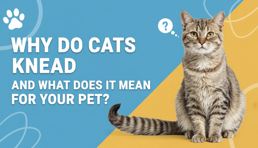 Why Do Cats Knead and What Does It Mean for Your Pet