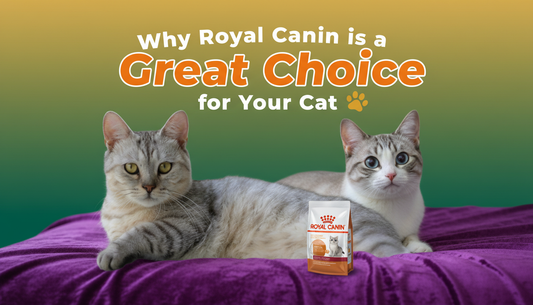 Why Royal Canin is a Great Choice for Your Cat?