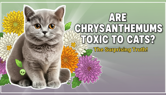 Are chrysanthemums toxic to cats?