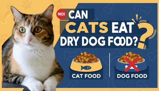 Can cats eat dry dog food?