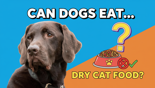 can dogs eat dry cat food?