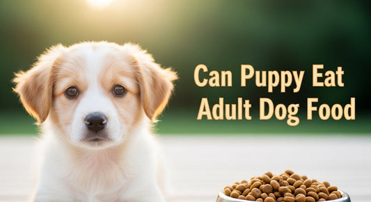 can puppy eat adult dog food?