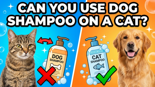 Can you use dog shampoo on a cat