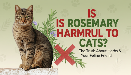 Is rosemary harmful to cats to Eat or Smell?